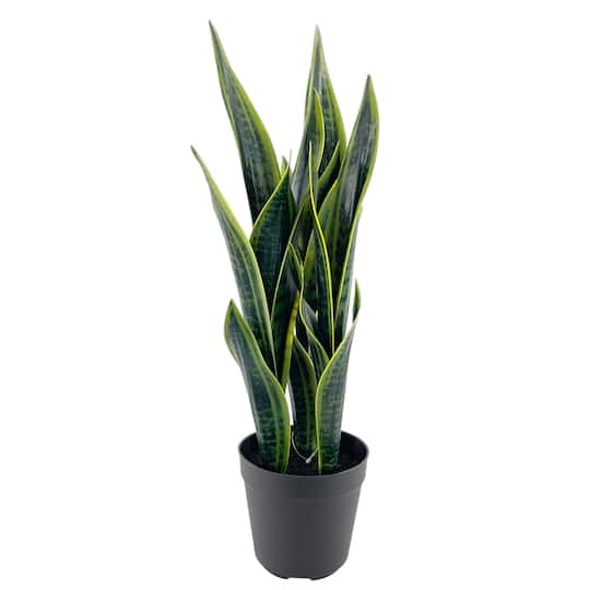 20&#x22; Potted Green Snake Plant by Ashland&#xAE;